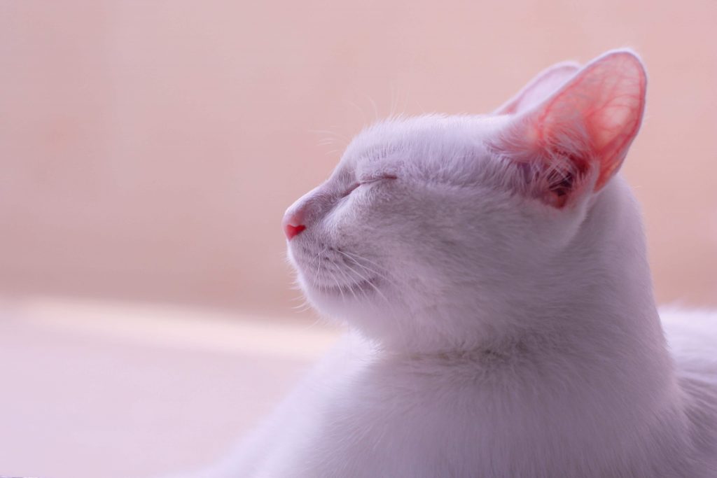 Biały kot z zamkniętymi oczami
